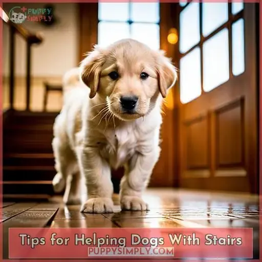 Tips for Helping Dogs With Stairs