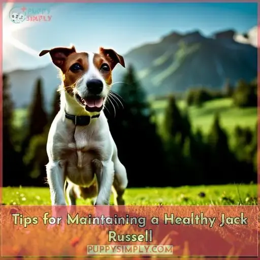 Tips for Maintaining a Healthy Jack Russell