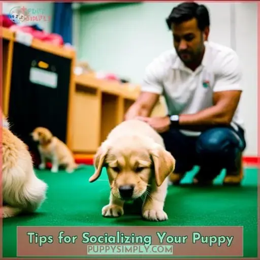 Tips for Socializing Your Puppy