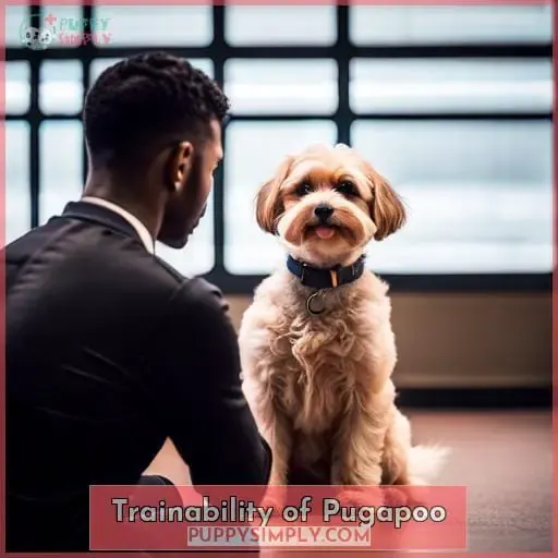 Trainability of Pugapoo