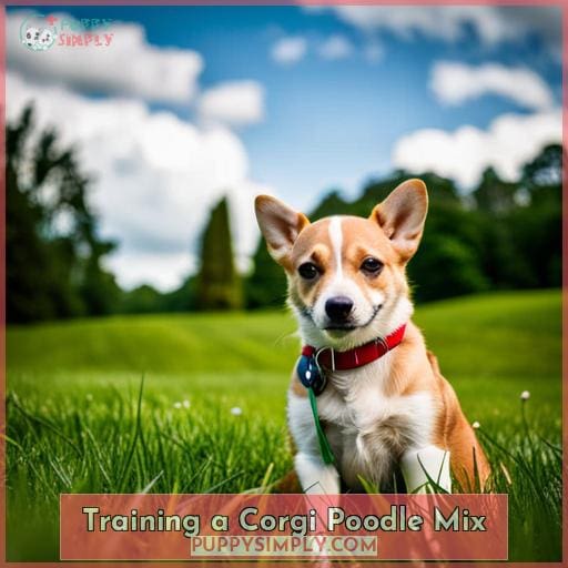 Training a Corgi Poodle Mix