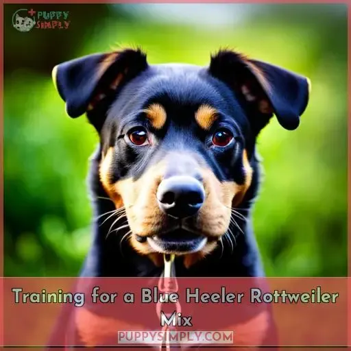 Training for a Blue Heeler Rottweiler Mix