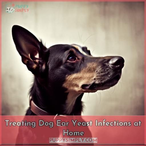 Treating Dog Ear Yeast Infections at Home