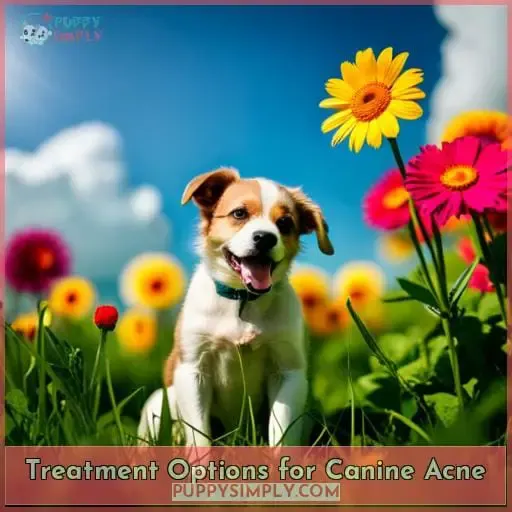 Treatment Options for Canine Acne
