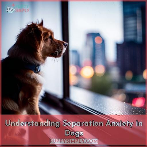 Understanding Separation Anxiety in Dogs