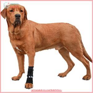 Walkin' Front No-Knuckling Training Sock B004US3M3A