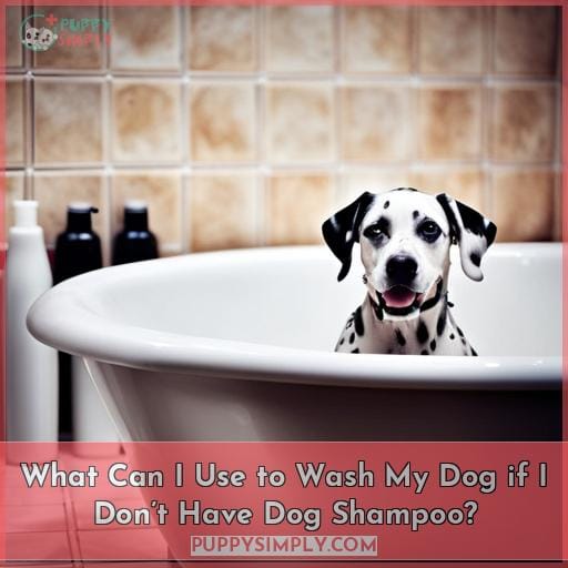 What Can I Use to Wash My Dog if I Don’t Have Dog Shampoo