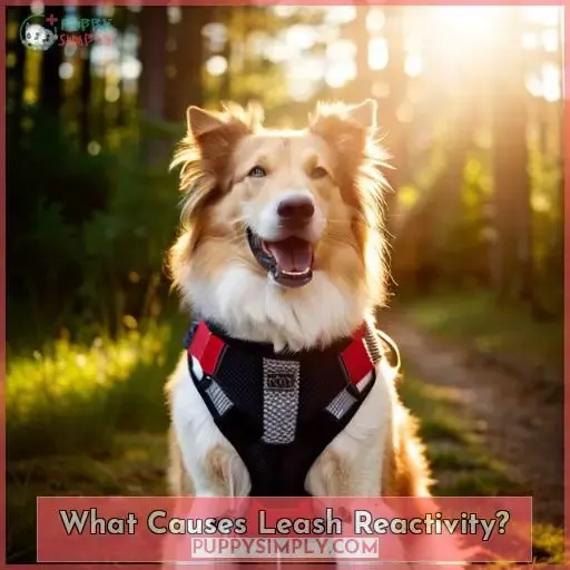 What Causes Leash Reactivity