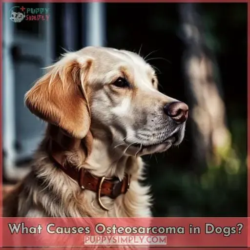 What Causes Osteosarcoma in Dogs