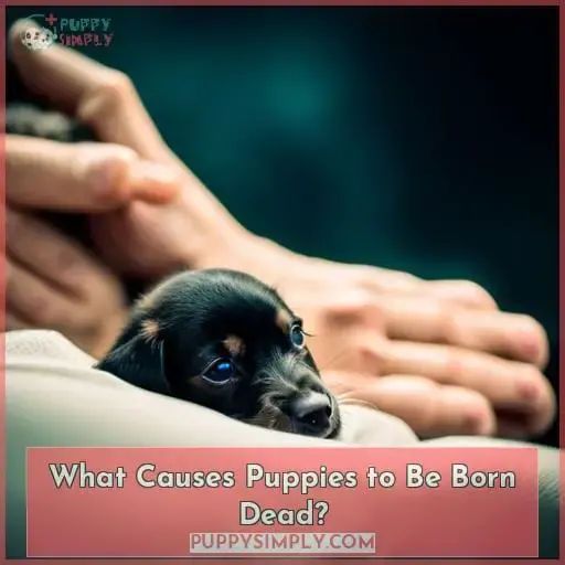 What Causes Puppies to Be Born Dead