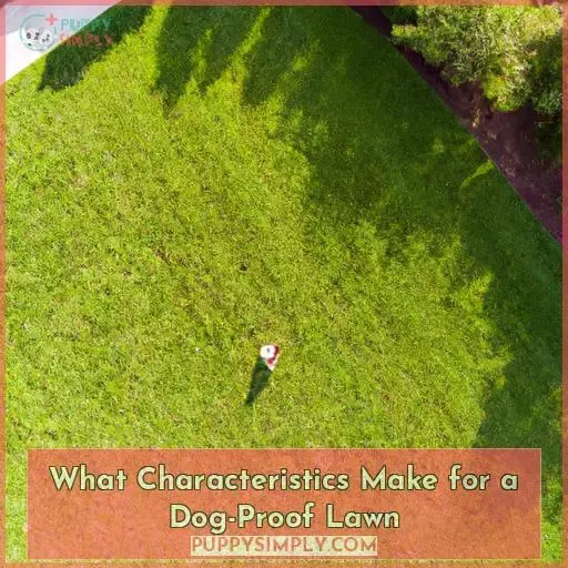 What Characteristics Make for a Dog-Proof Lawn