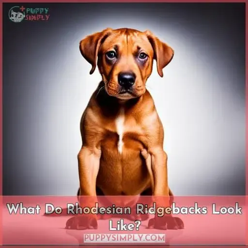 What Do Rhodesian Ridgebacks Look Like