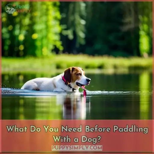 What Do You Need Before Paddling With a Dog