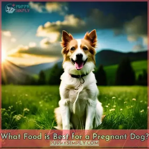 What Food is Best for a Pregnant Dog