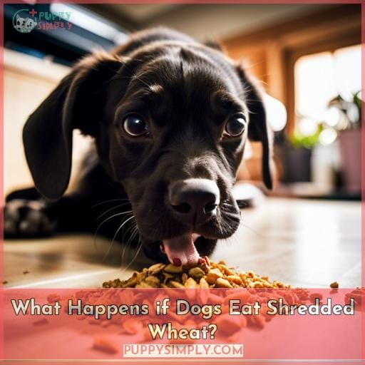 What Happens if Dogs Eat Shredded Wheat
