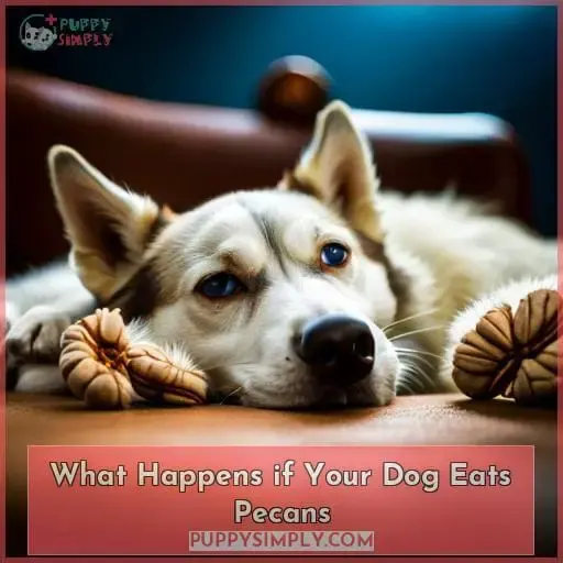 What Happens if Your Dog Eats Pecans