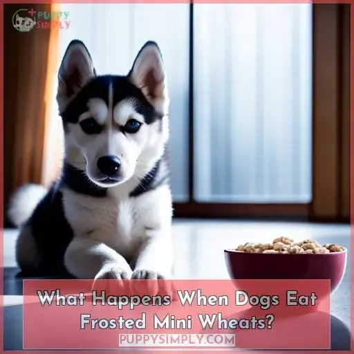 What Happens When Dogs Eat Frosted Mini Wheats