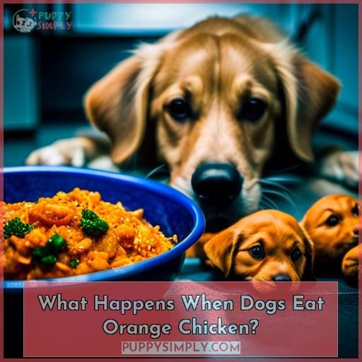 What Happens When Dogs Eat Orange Chicken