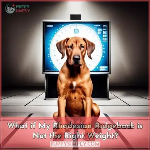 What if My Rhodesian Ridgeback is Not the Right Weight