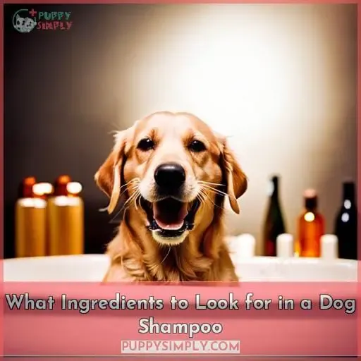 What Ingredients to Look for in a Dog Shampoo