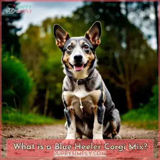 What is a Blue Heeler Corgi Mix