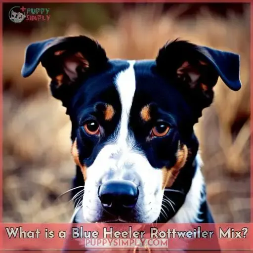 What is a Blue Heeler Rottweiler Mix