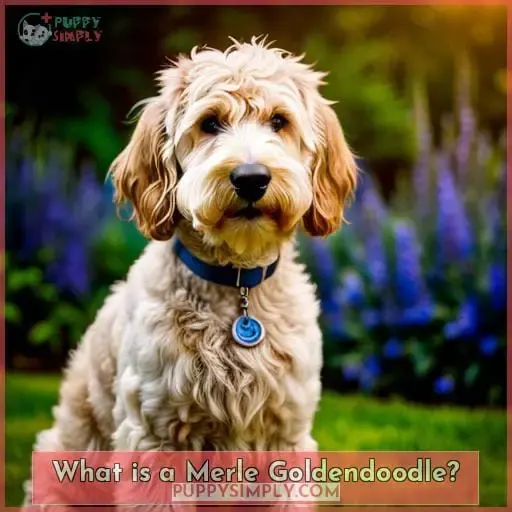 What is a Merle Goldendoodle