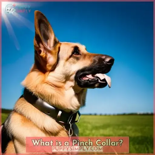 What is a Pinch Collar