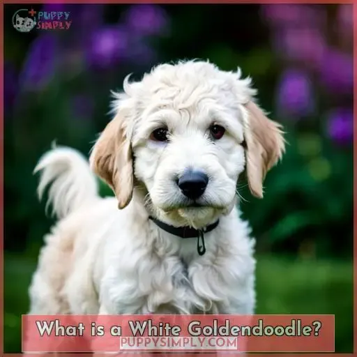 What is a White Goldendoodle