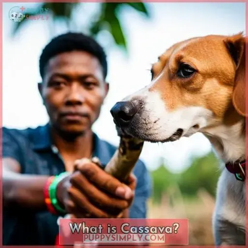 What is Cassava