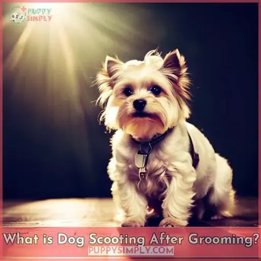 What is Dog Scooting After Grooming