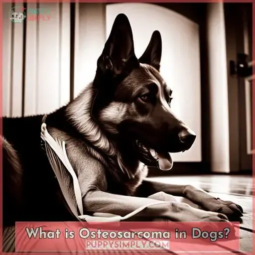 What is Osteosarcoma in Dogs