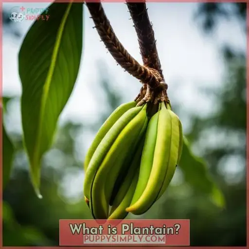 What is Plantain
