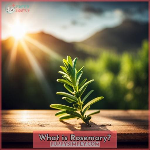 What is Rosemary