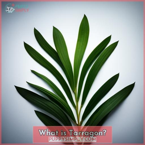 What is Tarragon