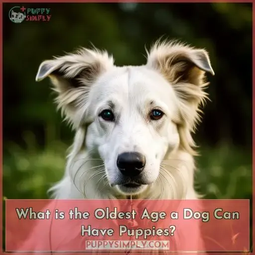 What is the Oldest Age a Dog Can Have Puppies