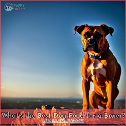 What’s the Best Dog Food for a Boxer