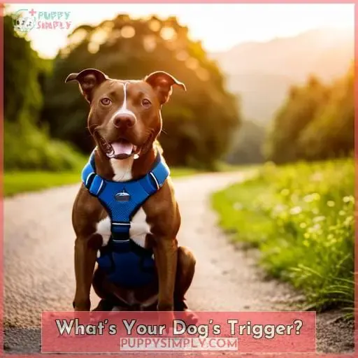 What’s Your Dog’s Trigger