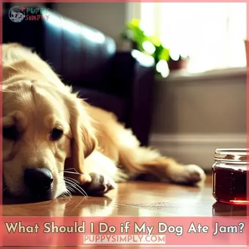 What Should I Do if My Dog Ate Jam