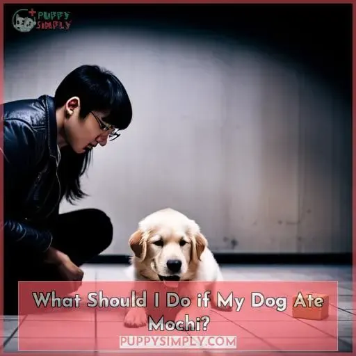 What Should I Do if My Dog Ate Mochi