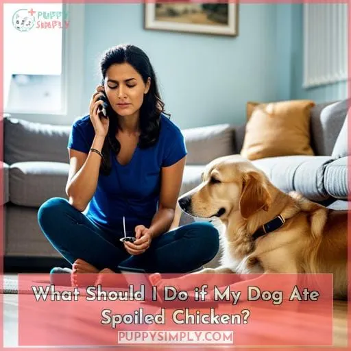What Should I Do if My Dog Ate Spoiled Chicken