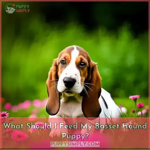 What Should I Feed My Basset Hound Puppy