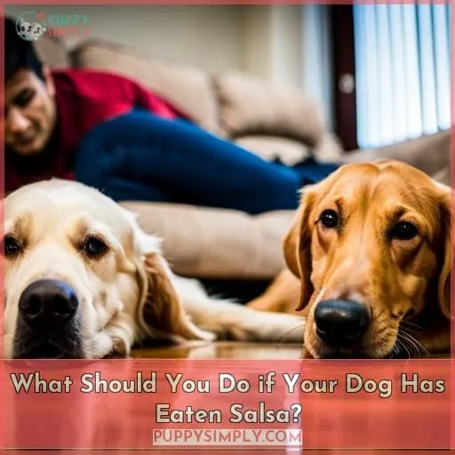 What Should You Do if Your Dog Has Eaten Salsa