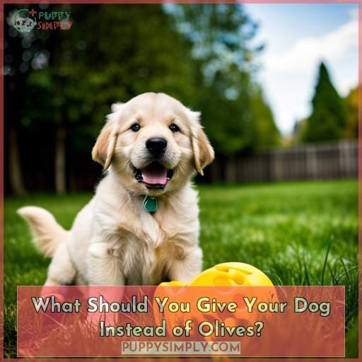 What Should You Give Your Dog Instead of Olives