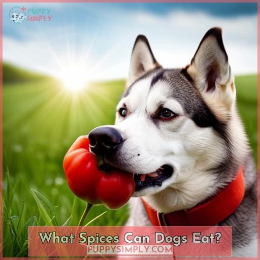 What Spices Can Dogs Eat