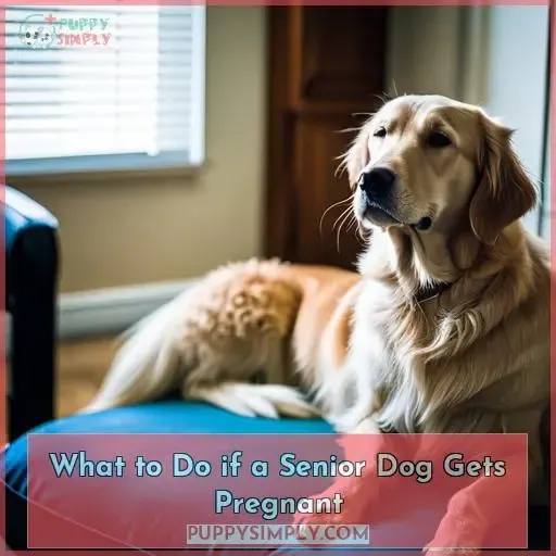 What to Do if a Senior Dog Gets Pregnant