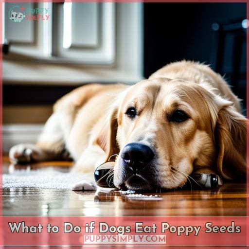 What to Do if Dogs Eat Poppy Seeds