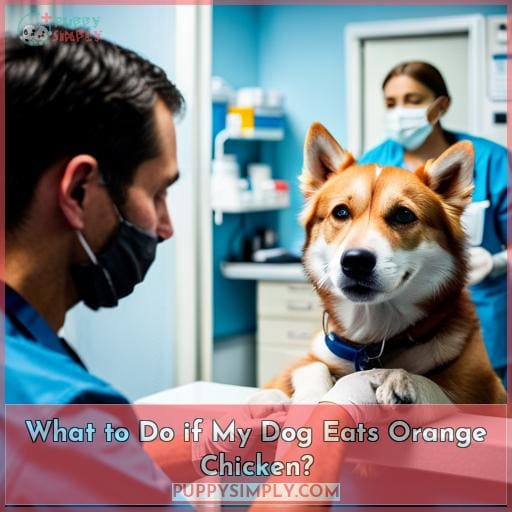 What to Do if My Dog Eats Orange Chicken