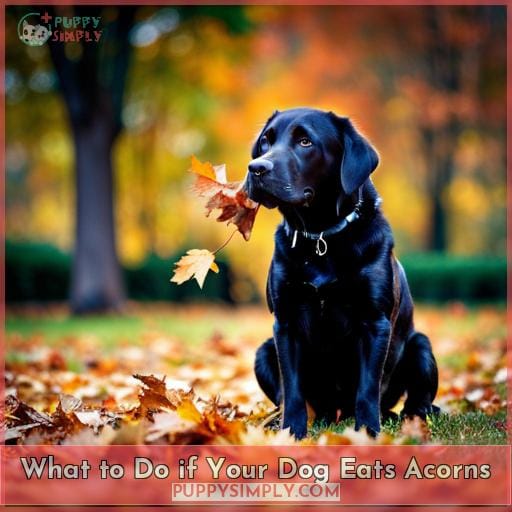 What to Do if Your Dog Eats Acorns