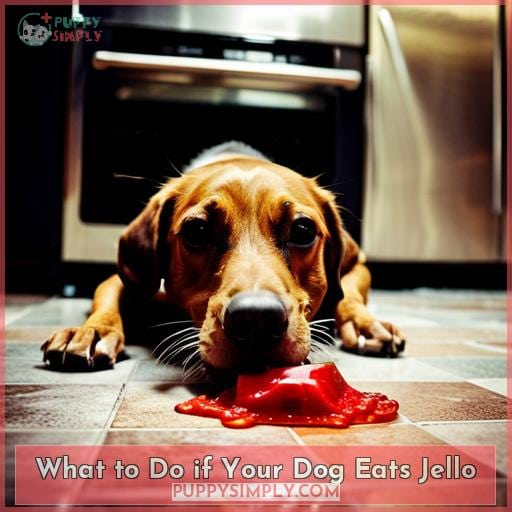 What to Do if Your Dog Eats Jello